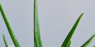 एलोवेरा को स्किन के साथ ही हेल्थ के लिए माना गया बेस्ट 1683021772-list-of-diseases-cured-by-aloe-vera