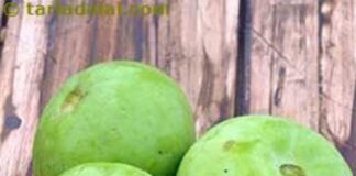 टिंडे का नाम सुनकर लगभग लोग मुंह बनाते नजर आते हैं Tinda_DSC4809-(1)