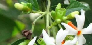 पारिजात के पेड़ और फूल का धार्मिक महत्व तो हर कोई जानता है parijat-tree-parijatak-night-flowering-jasmine-plant-kadiyam-nursery-1_700x700