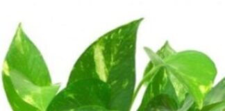 मनी प्लांट लगाना बड़ा ही शुभ माना जाता है Screenshot 2023-06-02 191709