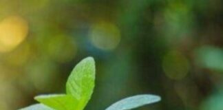 World Environment Day 2023: विश्व पर्यावरण दिवस के खास संदेश भेजकर अपनों को करें जागरूक Screenshot 2023-06-05 203030