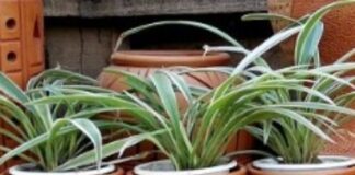 वास्तु के अनुसार घर पर मिट्टी की कुछ चीजें रखना बेहद शुभ माना जाता है Screenshot 2023-06-09 201822