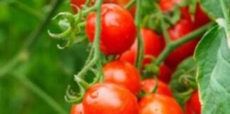 आप टमाटर के 120 रुपये किलो पहुंचने पर ही उसे महंगा बता रहे हैं Screenshot 2023-06-29 183038