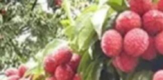 बिहार में बागवानी करने वाले किसानों के लिए गुड न्यूज है Screenshot 2023-07-15 160739