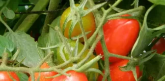 Tricks: महंगे टमाटरों को लंबे समय तक रखना है तरोताजा तो अपनाएं ये तरीके Tomato-grape-hybrid-cherry