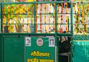 गांधी सागर में छोड़ी गई मादा चीता ‘राधा’, मध्यप्रदेश में चीतों का कुनबा बढ़कर 56