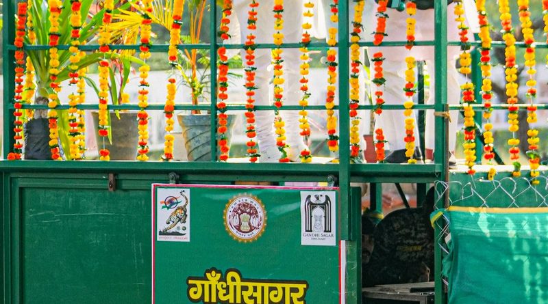 गांधी सागर में छोड़ी गई मादा चीता ‘राधा’, मध्यप्रदेश में चीतों का कुनबा बढ़कर 56